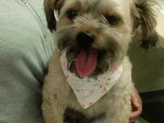 -安安宠医·安宠宠物医院