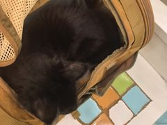 -瑞鹏宠物医院华南总院·夜诊·心脏科·骨科
