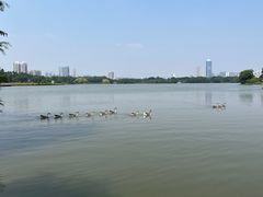 -海珠湖公园