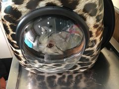-瑞派长江宠物医院·猫科·外科·24小时夜护(谊城公寓分院)