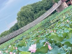 -荷塘月色湿地公园·向阳花洲
