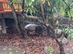 -清迈夜间动物园