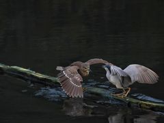 -重庆彩云湖湿地公园
