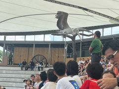 -新加坡飞禽公园