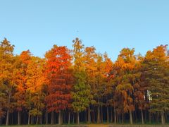 -上海共青森林公园