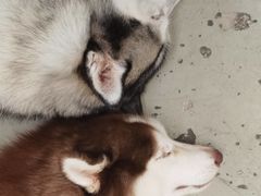 -星多哈·狗咖·拼豆·咖啡