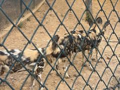 -大连森林动物园