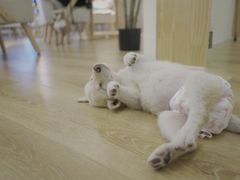 -柴犬小屋·柴餐厅·狗咖食堂(金鼎广场店)