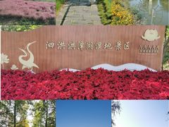 -泗洪洪泽湖湿地景区