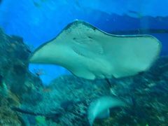 -芜湖新华联大白鲸海洋公园