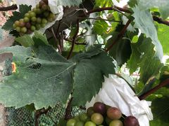 -马陆小张葡萄园农家乐