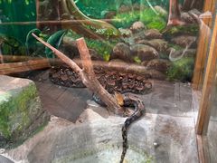 -上海大自然野生昆虫馆(东方明珠·爬宠昆虫探索中心)