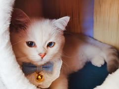 -lincat·猫舍(广州店)