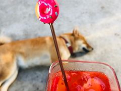 -柴犬高等学院·狗咖·柴犬售卖·宠物训练