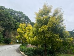 -广州市帽峰山景区