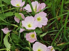 -洋湖国家湿地公园