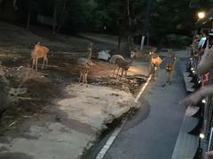 -清迈夜间动物园