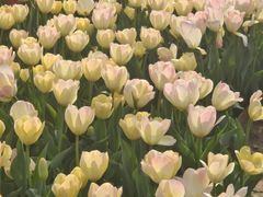 -石家庄市植物园