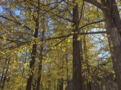 -阳台山自然风景区
