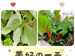 -前小桔亲子创意农场·草莓采摘·露营烧烤