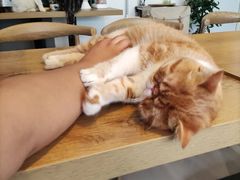 -平行世界·猫咖(首经贸店)
