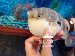 -肆月河豚·新淮扬(金融街店)