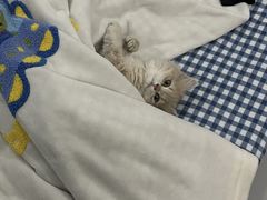 -唐小姐の猫狗洗护·购宠旗舰店(周浦万达店)