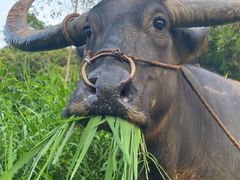 -四妹餐厅(玫瑰街店)