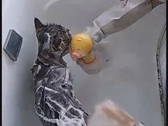 -爱洗澡的猫(望京店)