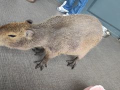 -FAIRYLAND龙族星球主题餐厅(凯丹广场店)