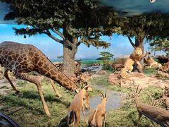 -国家自然博物馆