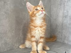 -小猫来了·猫舍(红山六九七九店)
