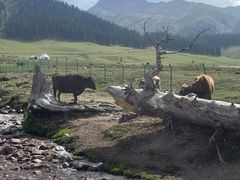 -新疆那拉提国家旅游度假区