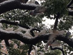 -西湖外事游船(湖滨二公园外事游船码头)