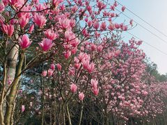 -铁山坪森林公园