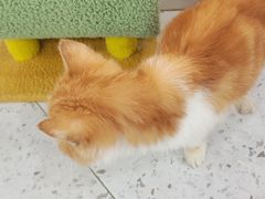 -喵园·猫主题咖啡厅·撸猫·猫咖(国贸店)