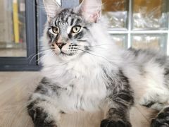 -十年猫舍·猫咪专门店(普陀店)