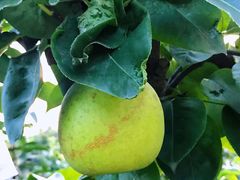 -呼吸森林·生态农庄农家乐私房菜