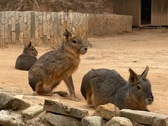 -泉州海丝野生动物世界
