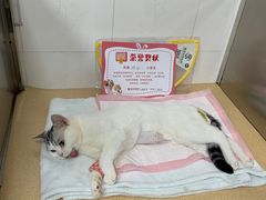 -瑞派宠物医院·内科·软组织·绝育中心(沈阳八纬路分院)