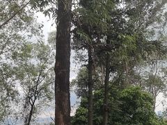 -火炉山森林公园