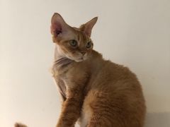 -Heymao猫咖.咖啡厅(东门店)