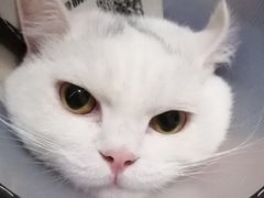 -美联众合宠物医院·爱萌分院·内外科·猫科中心