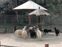 -大连森林动物园