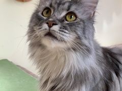 -猫和宫(六道口店)