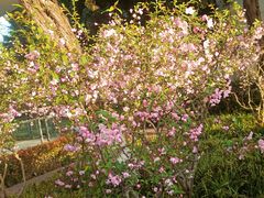 -上海市保健医疗中心