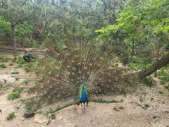 -西霞口神雕山野生动物世界