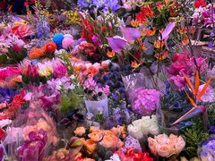 -花鸟鱼虫鲜花绿植市场(玉泉路店)