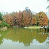 寻觅南国的彩色暖冬.华南植物园