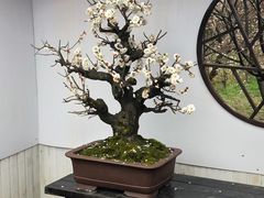 -香雪海